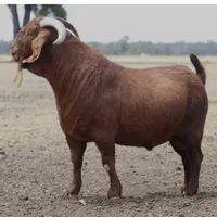 استخدام چوپان در شهرستان بافت