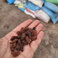 خرید و فروش کشمش آفتابی|عمده‌فروشی|کاشمر, |دیوار