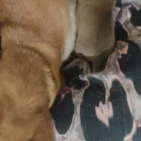 توله سگ شیواوا،چیواوا