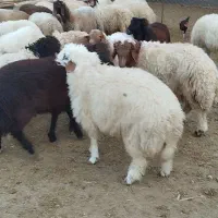 فروش بره پرواری|حیوانات مزرعه|دره شهر, |دیوار