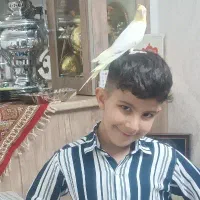 عروس هلندی|پرنده|پرند, فاز ۴|دیوار