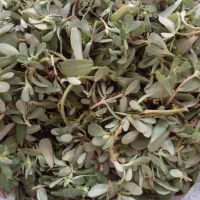 سبزی خرفه