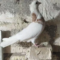 کفتر|پرنده|مشهد, شهرک مهرگان|دیوار