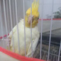 عروس هلندی|پرنده|سبزوار, فقیه سبزواری|دیوار