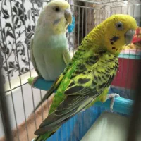 مرغ عشق|پرنده|بروجرد, |دیوار