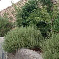 خانه(ویلا) باغ زیبا در روستای ولازجرد|فروش خانه و ویلا|کمیجان, |دیوار