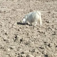 بز فروشی|حیوانات مزرعه|خوسف, |دیوار