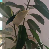 گل های خانگی