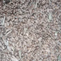 خرید فروش کود گندم