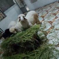 جریه سید محمد تفاخ