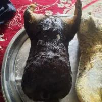 هیزه|ظروف نگهدارنده، پلاستیکی، یکبارمصرف|کوهدشت, |دیوار