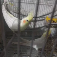 قفس بزرگ|پرنده|نجف‌آباد, شهدای غربی|دیوار