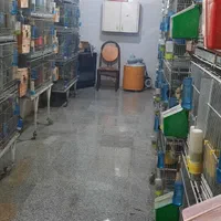 عروس جفتی وقناری وملنگو بفروش میرسد|پرنده|اقبالیه, |دیوار