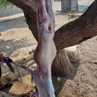 ذبح کهره گاو