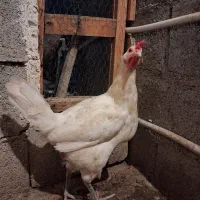 مرغ محلی|حیوانات مزرعه|مهر, |دیوار