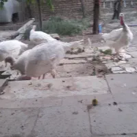 بقِمون