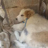 توله سگ اصفهانی ۲ماه