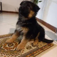 واگذاری ژرمن ورک ماده|سگ|شیراز, ارم|دیوار