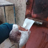 ۱۰۰|پرنده|ری, ولی آباد|دیوار