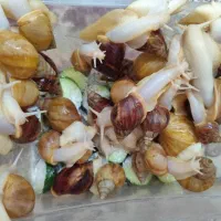 حلزون های درمانی پوست