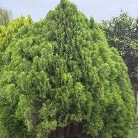 فروش سرو خمره‌ای ، درختچه‌های زینتی