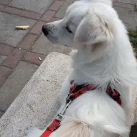 سگ اشپیتز سفید