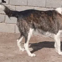 لاس گله ای|سگ|تهران, سعیدآباد|دیوار