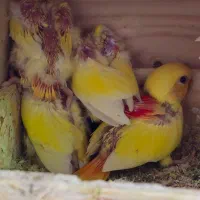 کوتوله برزیلی ، عروس هلندی|پرنده|جهرم, |دیوار