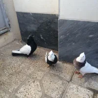 3عددکبوتر|پرنده|صائین قلعه, |دیوار