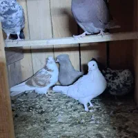 کفترا همه درجه یک من شب اومده روی بوم.|پرنده|عقدا, |دیوار