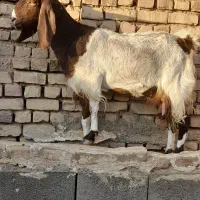 بز شیرا فروشی|حیوانات مزرعه|بردسکن, |دیوار