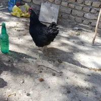 مرغ چاق تخمی و گوشتی سیاه