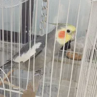 عروس هلندی و فنچ