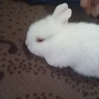 بچه خرگوش