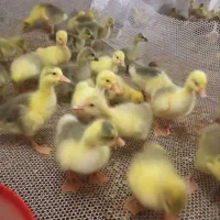 فروش تخم غاز و جوجه غاز قوغاز