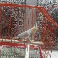 عروس هلندی ب همراه قفس