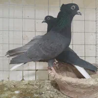 کبوتر دم سفید|پرنده|مشهد, شهرک امام هادی (شهرک غرب)|دیوار