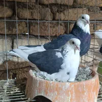 کبوتر پرشی