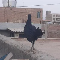 فروش مرغ دورگ دو جفت کفتر و انگشتر دستباف