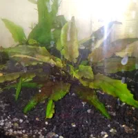 فروش گیاه آکواریوم