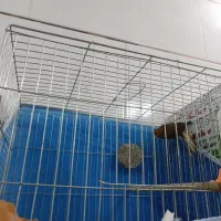 نر دارچینی دیوانه|پرنده|فولادشهر, زاینده رود|دیوار