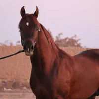 اسب اصیل عرب