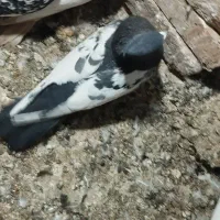 نر پریده|پرنده|رفسنجان, |دیوار