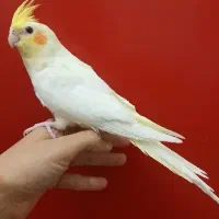 عروس هلندی نر بالغ مست آماده