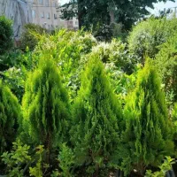 خدمات باغبانی هرسکاری کودهی بیلزنی خاک باغچه