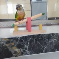 معاوضه با هنگدرام و گیتار ولب تاب و گوشی|پرنده|پرند, فاز ۶|دیوار