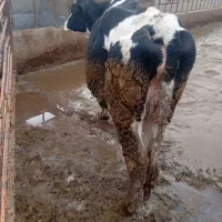 یک راس تلیسه با گوساله