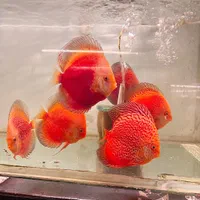 ماهی دیسکس با بیشترین تنوع نژادی در مشهد- فلاور|ماهی|مشهد, آزادشهر|دیوار