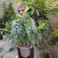 انوای گل اپارتمانی|گل و گیاه طبیعی|مشهد, پنجتن|دیوار