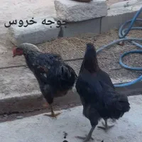 مرغ خروس|حیوانات مزرعه|مینودشت, |دیوار